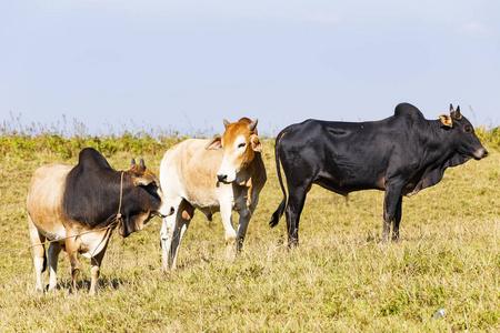 肉牛养殖.牲畜.河山附近的动物养殖场.乡村草地景观.泰国奶牛.