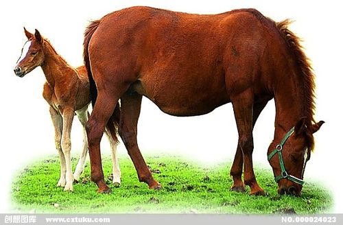 马驴 家畜 动物 图片[jpg,摄影图]