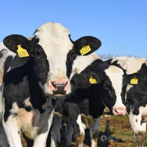 卡鲁什-2018年10月31日:卡鲁什市附近的一个奶牛场里的一个饲养牲畜的