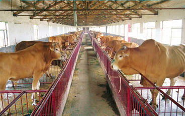 山东利木赞牛养殖场供应低价利木赞牛 价格公正 品种纯