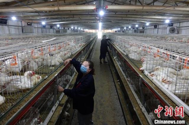 图为河北康达畜禽养殖工作人员到张景晏的鸡舍收出栏的白羽鸡