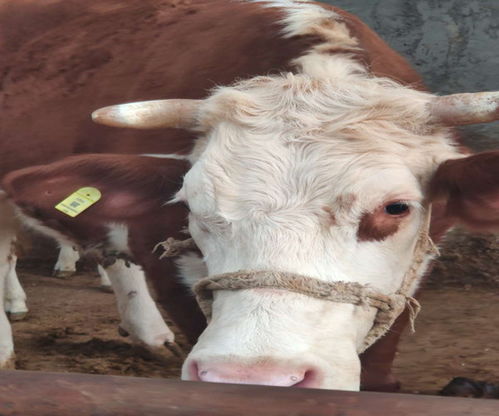 智能测温耳标解决畜牧养殖活体抵押贷款难题