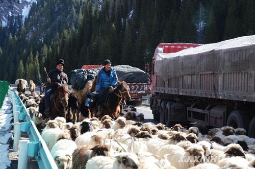 牧民赶着转场的牲畜前往春季草场放牧饲养和产羔育幼(3月16日摄)