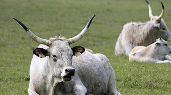 家畜一般是指由人类饲养驯化,且可以人为控制其繁殖的动物,如猪,马,羊